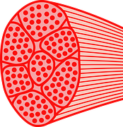 body cells
