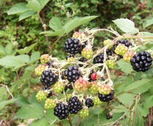antioxidant plant